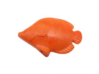 Fisch Schmetterlingsfisch