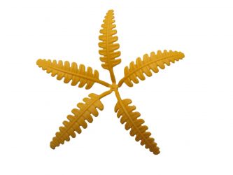 Farn Oberteil